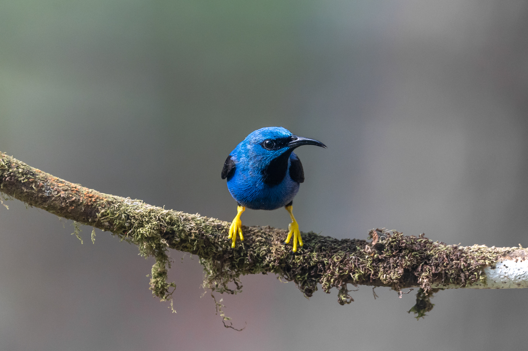 Observación de aves en Panamá: tres reservas para pajarear en el ombligo de América Observación de aves en Panamá: tres reservas para pajarear en el ombligo de América