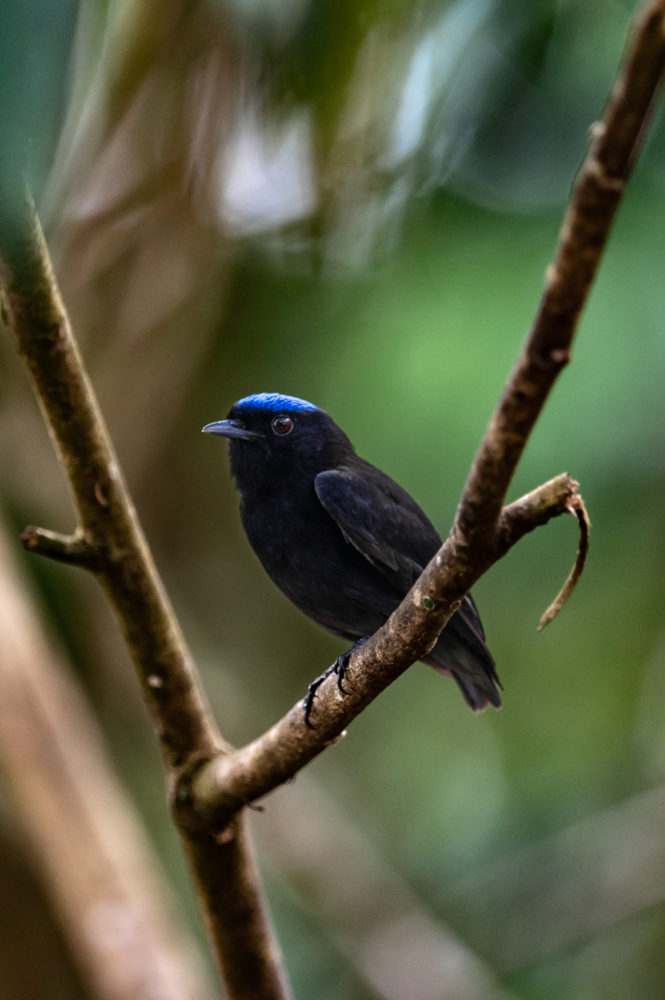 velvety-manakin-Lepidothrix-velutina-Birding-Paradise-Paraiso-Chiriqui-Panama-Marck-Gutt-665x1000 - Observación de aves en Panamá: tres reservas para pajarear en el ombligo de América