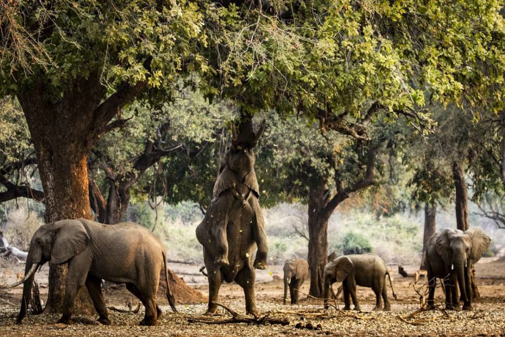 Chikwenya-Zimbabwe-1000x667 - 4 lugares de África para ver elefantes en libertad y descubrir comportamientos sorprendentes
