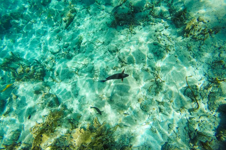 Una isla casi deshabitada esconde uno de los jardines marinos más hermosos del Caribe
