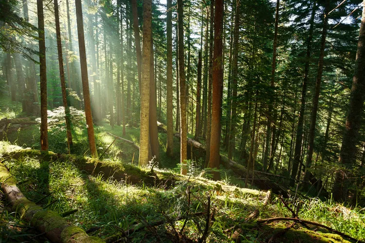 Árboles de 500 años y paisajes de cuento: estos son los bosques más “encantados” de Europa