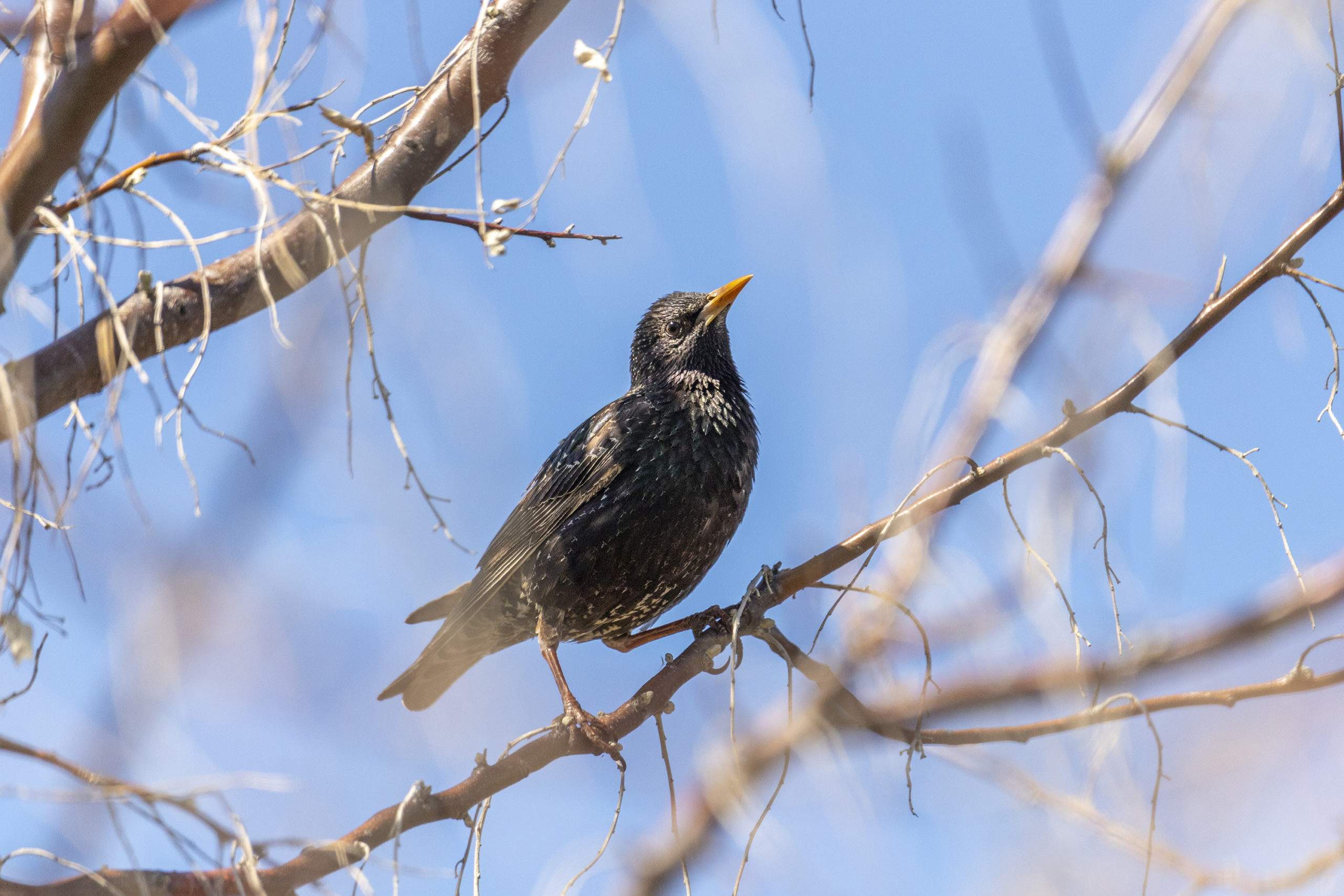 ¿Por qué deberías comenzar a observar aves? ¿Por qué deberías comenzar a observar aves?