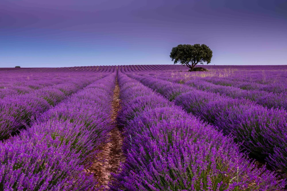 lavanda-brihuega-LICENCIA-OK-iStock-1336091823-guadalajra-1000x667 - Castilla-La Mancha: raíces, oficio y sabor