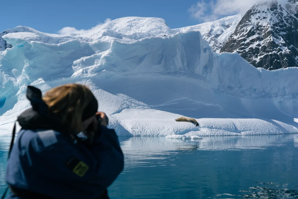 Antarctica_Paradise_Harbour_Seal_HX_46120_Photo_Kay_Fochtmann-1000x667 - Antártida: explorar el último gran territorio salvaje con HX Expeditions