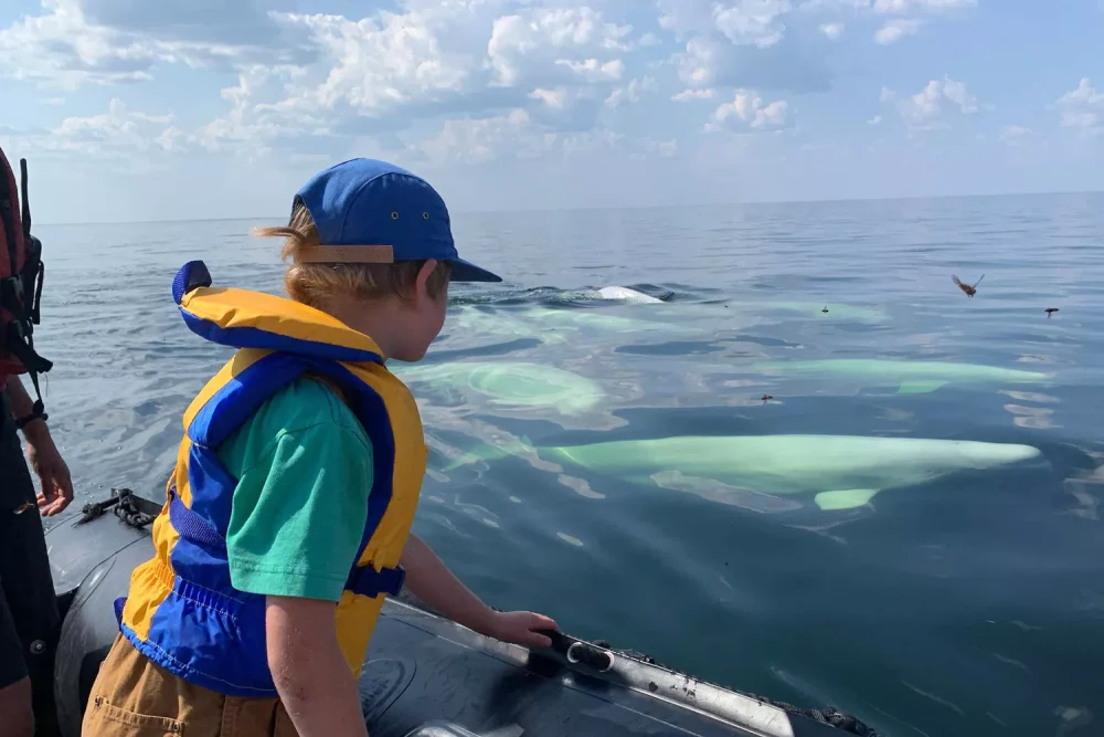 TAL-beluga-whales-churchill-manitoba-canada-CHURCHILL1222-877143ed67d544499971f44d4e57d776-1000x667 - Este remoto pueblo de Canadá es uno de los mejores lugares para ver auroras boreales, osos polares y ballenas beluga