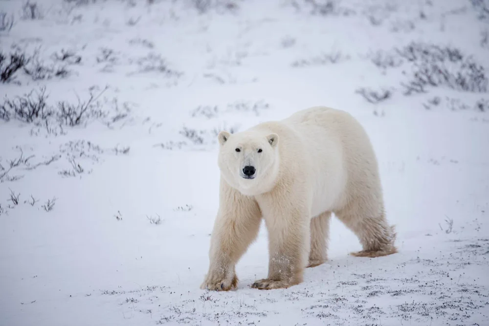 TAL-polar-bear-churchill-manitoba-canada-CHURCHILL1222-c0cf92c8f4604aa5babeb39fe132a2a1-1000x667 - Este remoto pueblo de Canadá es uno de los mejores lugares para ver auroras boreales, osos polares y ballenas beluga