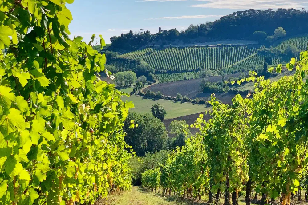 TAL-to-do-romagna-wineries-EMILIAROMAGNAIT0926-a57cb21e36d144249f06f5c282331166-1000x667 - He visitado 18 de las 20 regiones de Italia y esta es la más infravalorada