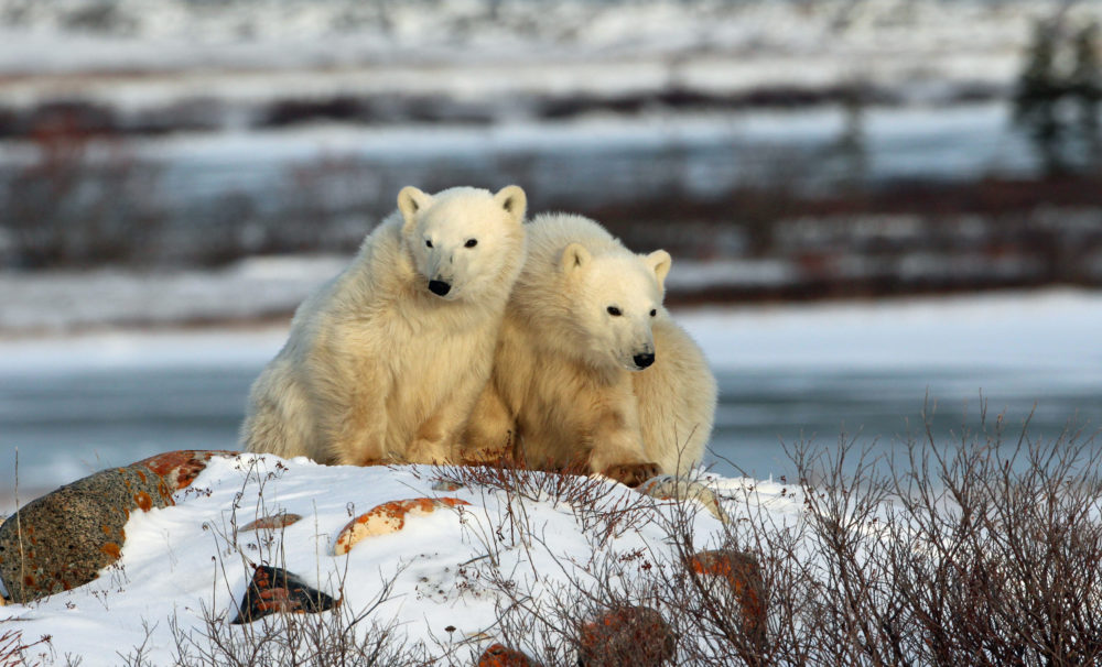 Este remoto pueblo de Canadá es uno de los mejores lugares para ver auroras boreales, osos polares y ballenas beluga