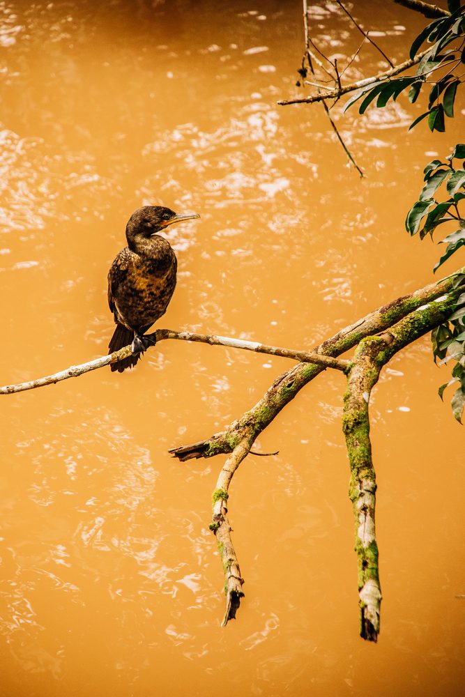 parque-nacional-iguazu-argentina-5-667x1000 - Guía de lujo a las Cataratas del Iguazú: dónde hospedarse y qué hacer en familia