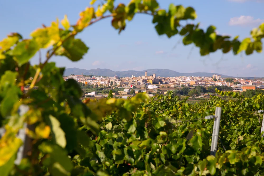 Descubre Requena, Ciudad Española del Vino 2026 Descubre Requena, Ciudad Española del Vino 2026