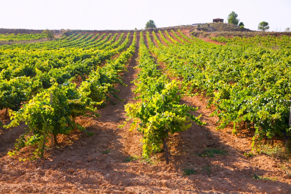 vinedos-requena-1000x667 - Descubre Requena, Ciudad Española del Vino 2026